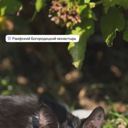 Кормили кошек