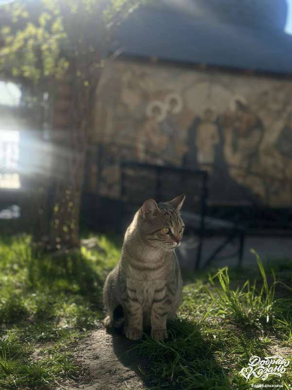 Кошка