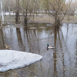 Кормлю уточек во дворе