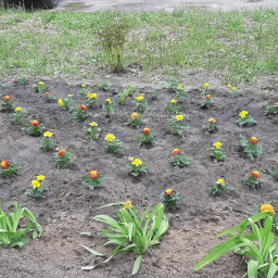 Сажаем цветы