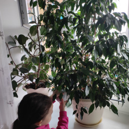 Ухаживаю за комнатными растениями