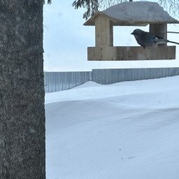 Кормили воробьев