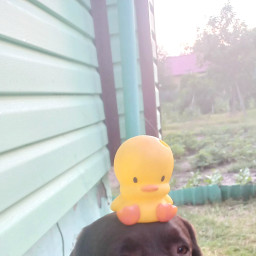 Поиск хозяина собаки Поиск хозяина собаки