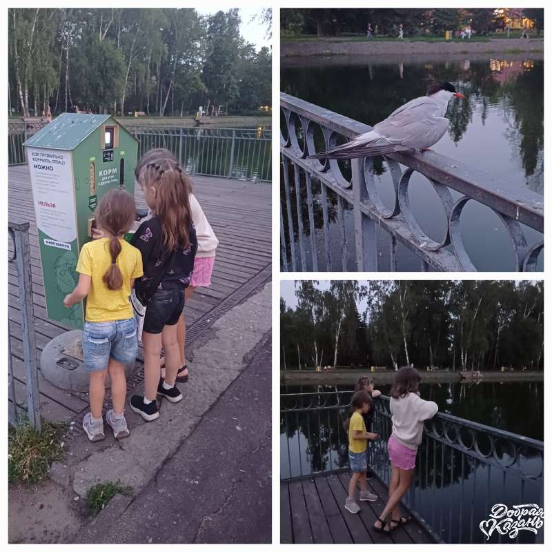 Кормление уточек