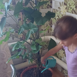 Полив комнатных растений