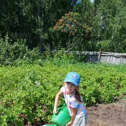 Поливала астры