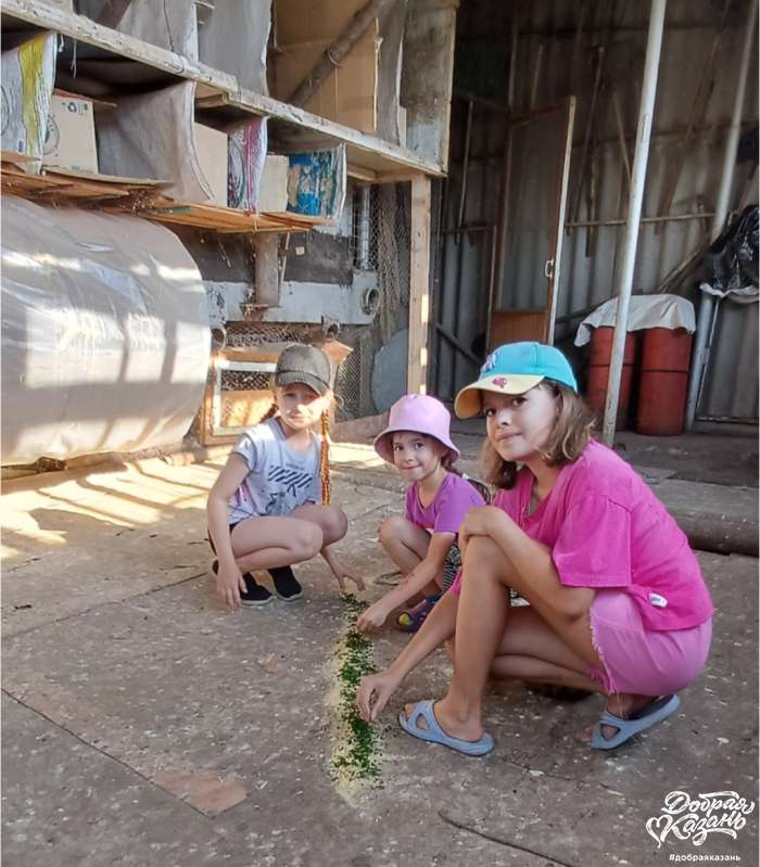 Кормление голубей