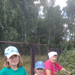 Сбор чёрной смородины