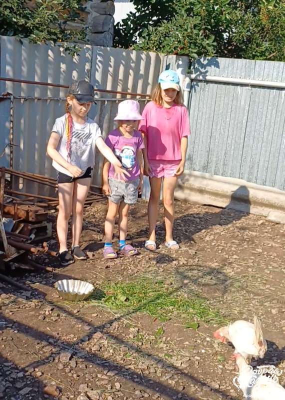 Насыпала травку курочкам