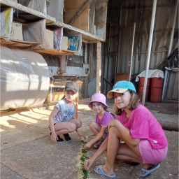 Кормление голубей