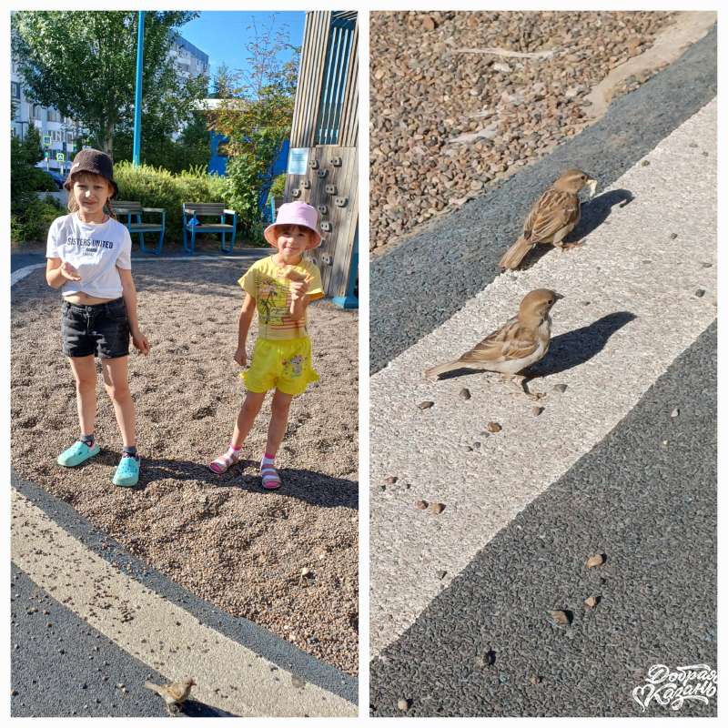 Подкармливаю воробьев