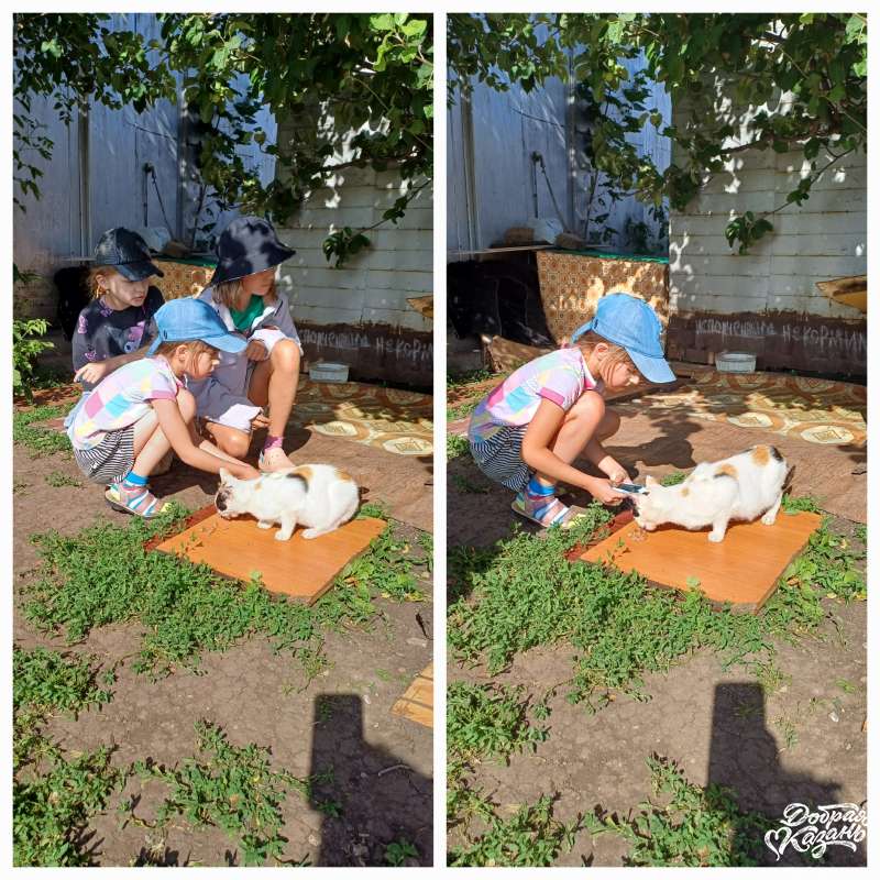 Покормила бездомных котят