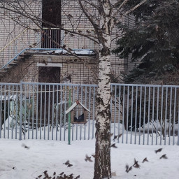 Кормим наших птичек