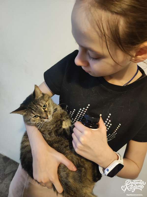 Витамины для кошки