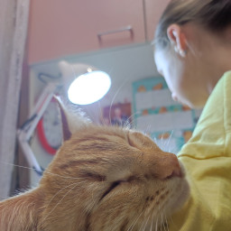 Покормила кота