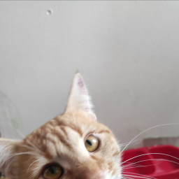 Покормила кота.
