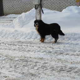 Собака