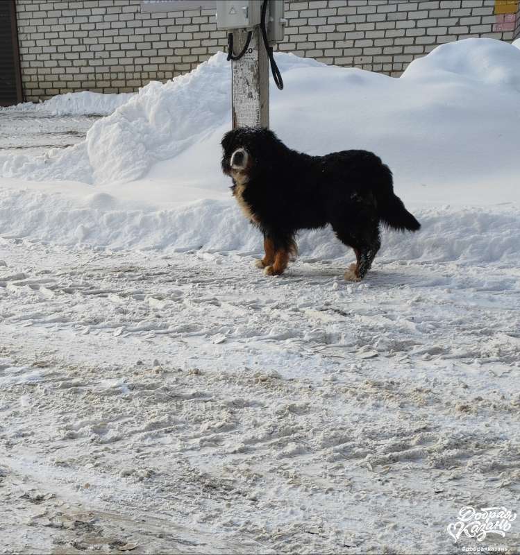 Собака