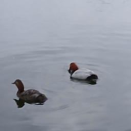 Кормление уток на озере