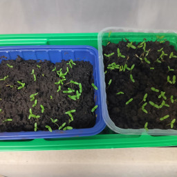 Сажает бархатцы