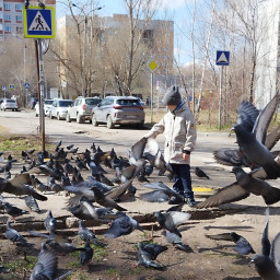 Голуби