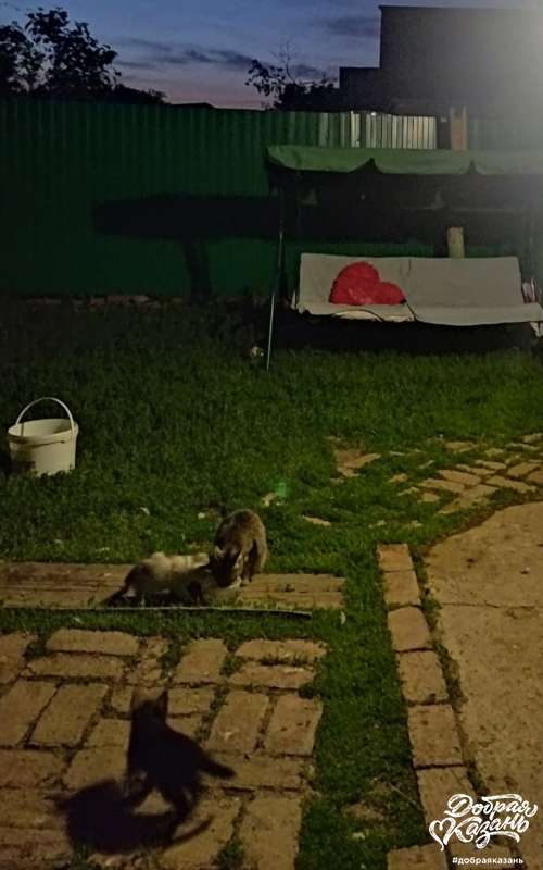 Покормил котят