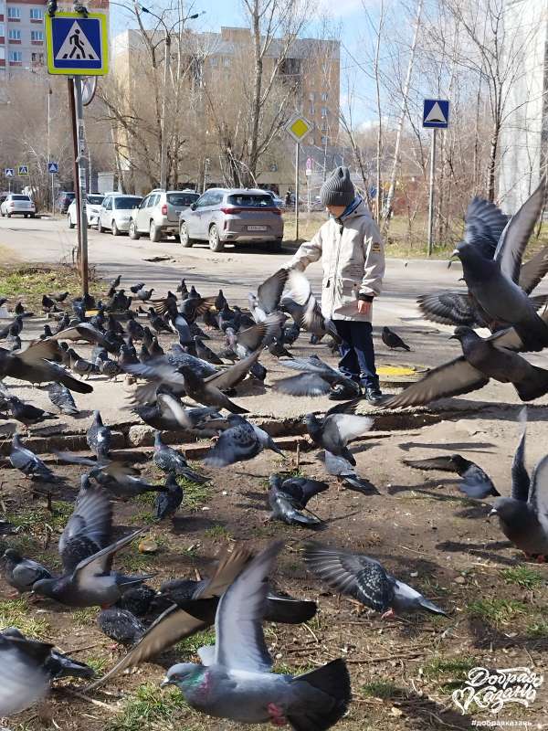 Голуби