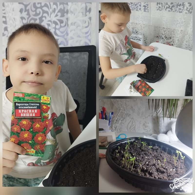 Посадил бархатцы