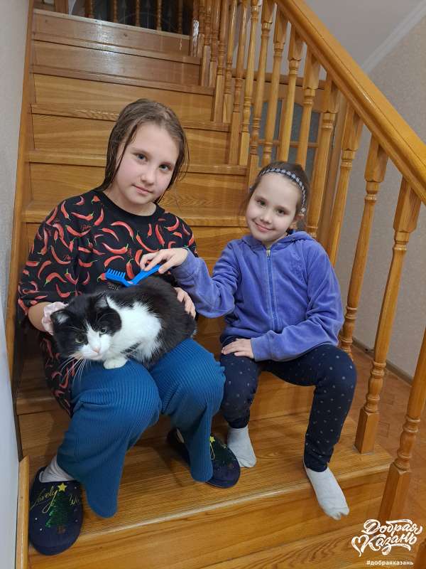 Вычесала кошечке шерсть Вычесала кошечке шерсть