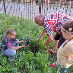 Посадили деревья во дворе