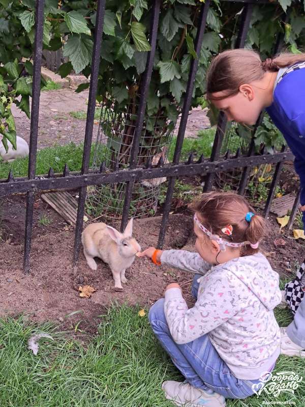 Покормили кроликов Покормили кроликов