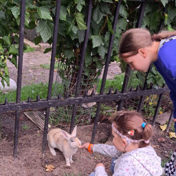 Покормили кроликов