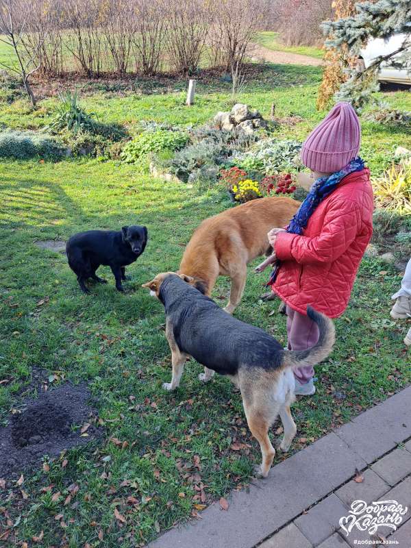 Покормила собачек, живущих возле центра парапланеризма