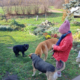 Покормила собачек, живущих возле центра парапланеризма
