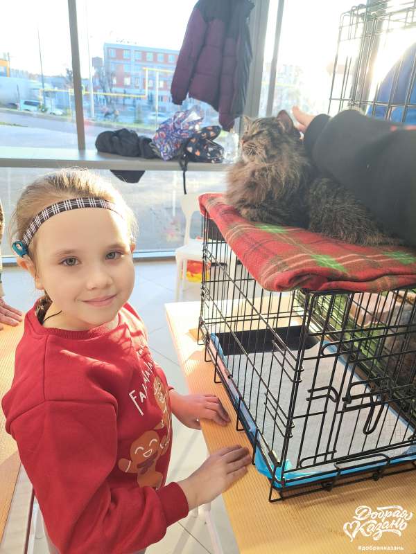 Посетили выставку по пристрою котиков Дорога Домой Посетили выставку по пристрою котиков Дорога Домой