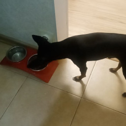 Забота о домашнем питомце