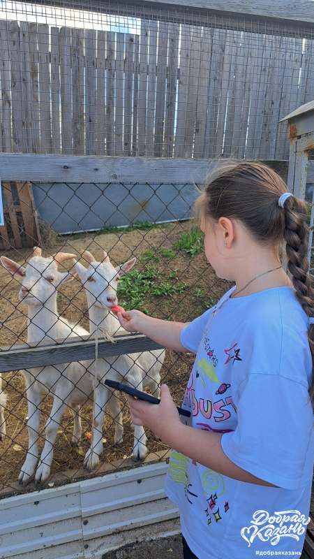 Кормили коз