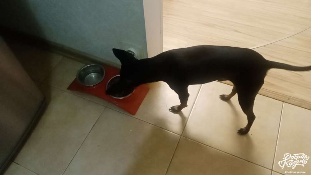 Забота о домашнем питомце