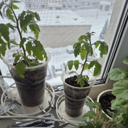 Садили с бабушкой