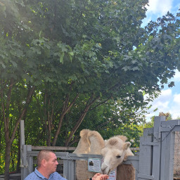 Кормили верблюда на ферме