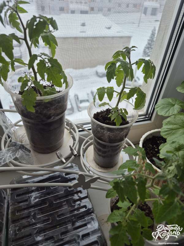 Садили с бабушкой