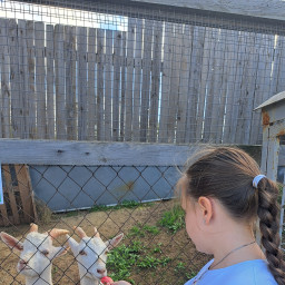 Кормили коз