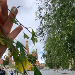 Берёза в центре Москвы