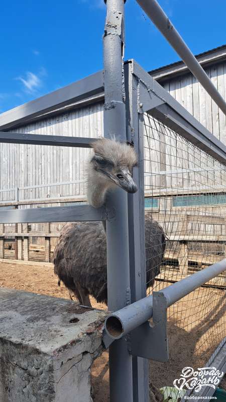 Татарский страус