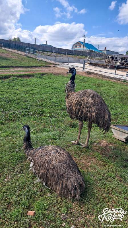 Страусы эму