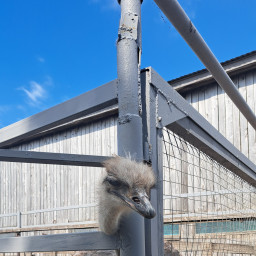 Татарский страус