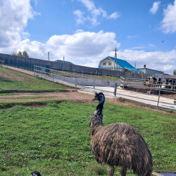 Страусы эму