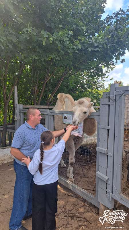 Кормили верблюда на ферме