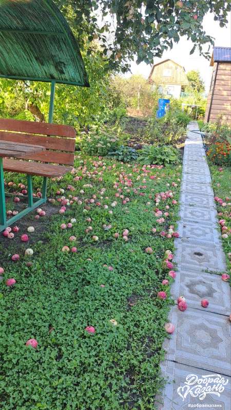 Урожай яблок