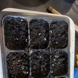 Сажаем бархатцы